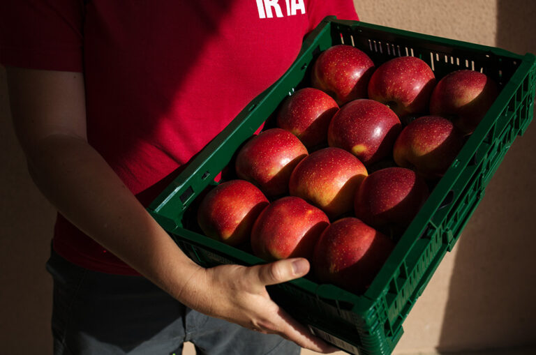 La première pomme adaptée aux climats plus chauds arrive sur le marché