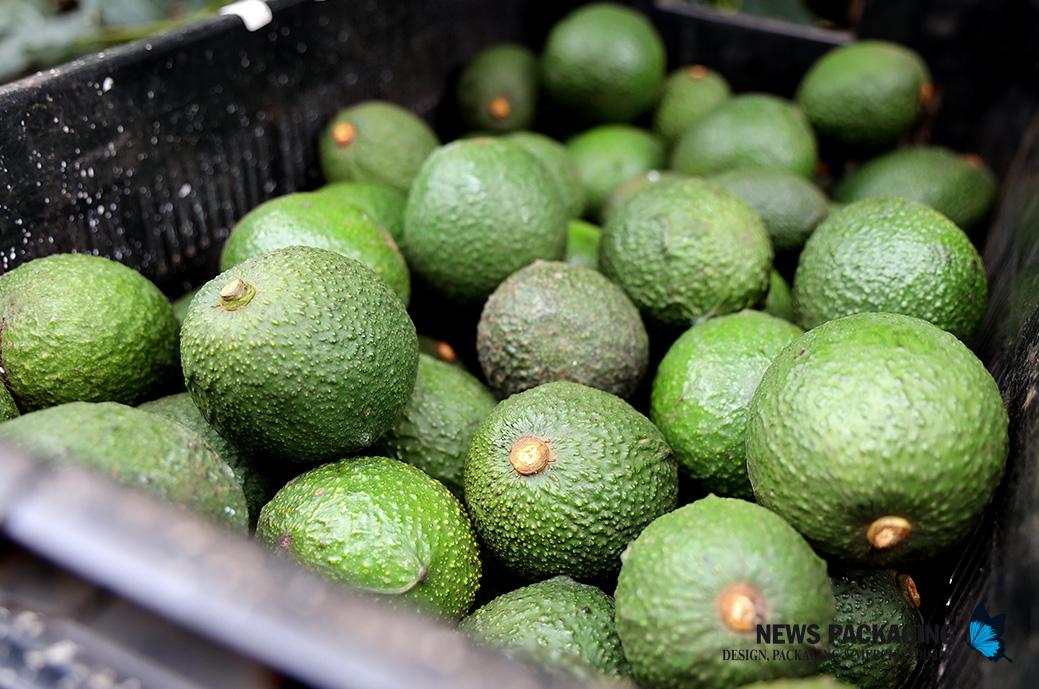 papel sostenible hecho con aguacate papel sostenible hecho con aguacate